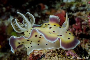 Chromodoris by Henrik Gram Rasmussen 